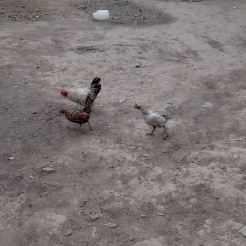 مرغ خروس مینیاتوری