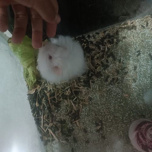 همستر بازیگوش