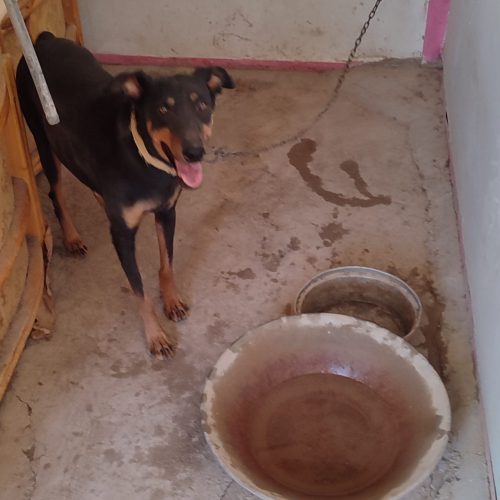 سگ برای فروش