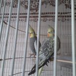 عروس هلندی نروماده