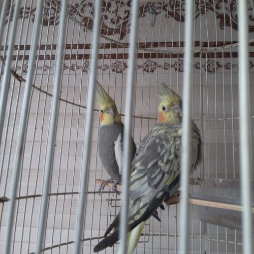 عروس هلندی نروماده