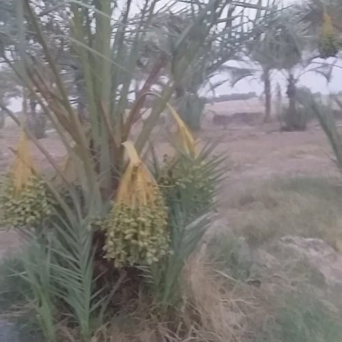 فروش زمین و باغ