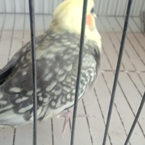 عروس هلندی دستی