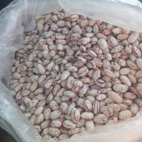لوبیا چیتی درجه یک کشت امسال پیش رس