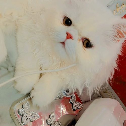 گربه