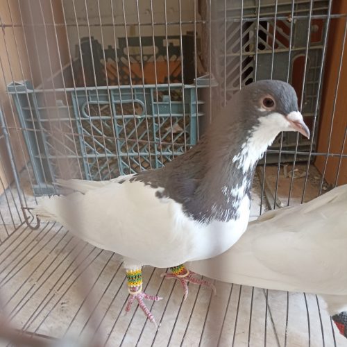 یال قهوه ای نر