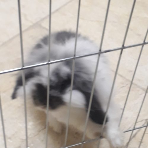 خرگوش لوپ اصل