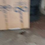 رودری پژو پارس