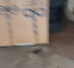 رودری پژو پارس