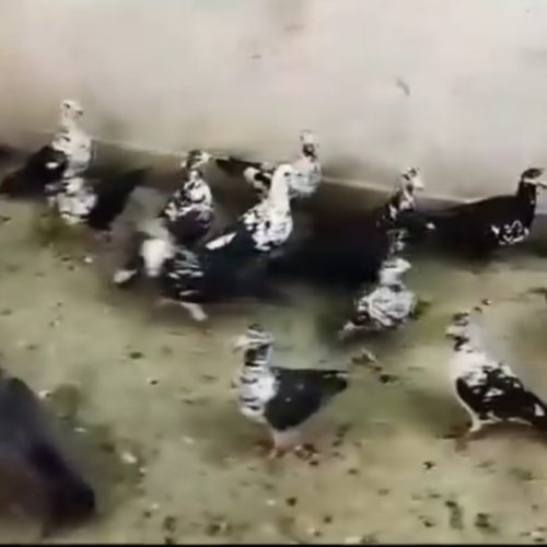 پرنده پلاکی