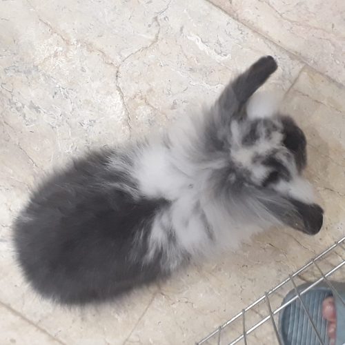 خرگوش لوپ اصل