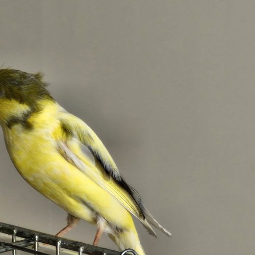 قناری نر دهن سهره