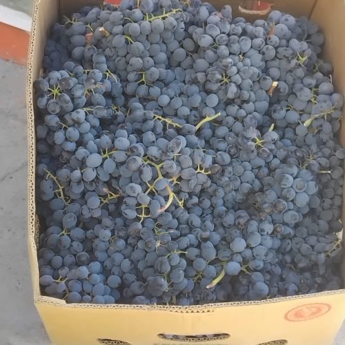 انگور درجه یک دیمی