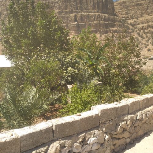 فروش یک باغچه به متراژ 3000 متر وتعداد 130 درخت