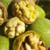 فروش انواع عرقیات و مواد غذایی خانگی و حبوبات و ترشی