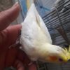 پرنده عروس هلندی ومرغ عشق