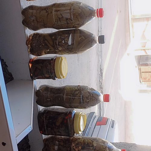 خیارشور برگ مو