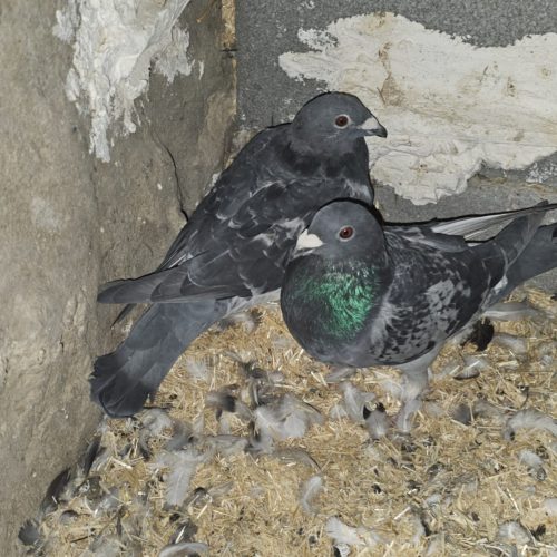 کبوتر پلاکی وکاکلی بهترین کبوتر ها