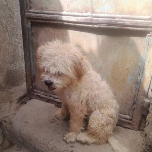 سگ نژاد خوب عالی قیمت تخفیف داره سن 6 ماه الان یکم خاکی