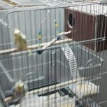 عروس هلندی مولد