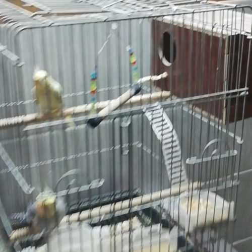 عروس هلندی مولد