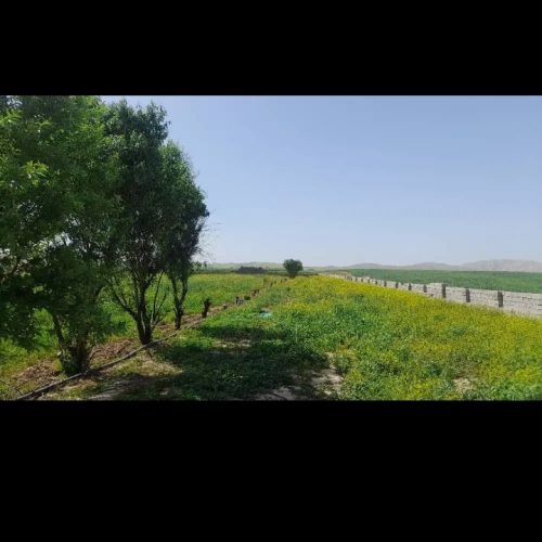 زمین کشاورزی