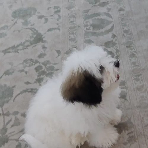 فروش شیتزو فلت