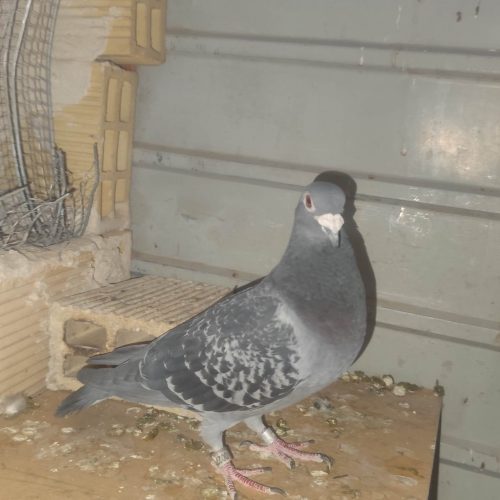 کبوتر پلاکی