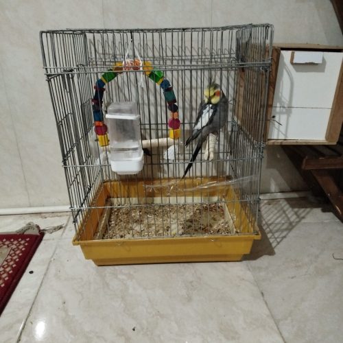 عروس هلندی نر و ماده فروش می‌رسد فوری