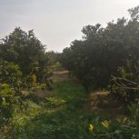 زمین فروشی