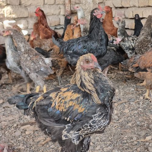 مرغ بالغ و طاقچه