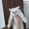 گربه پرشین فلت ماده
