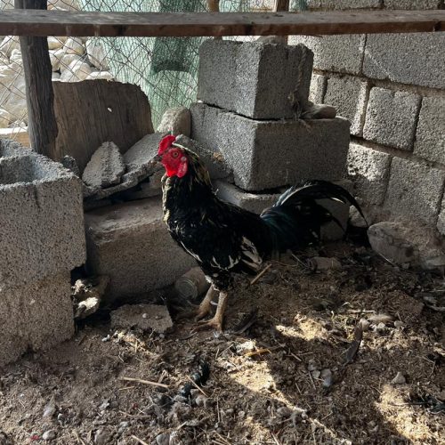 خروس محلی سیاه
