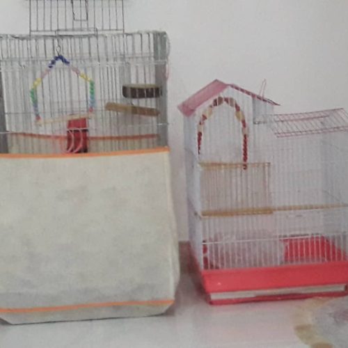 دوتا طوطی دست آموز یکیش سخنگو باقیست کاسکو