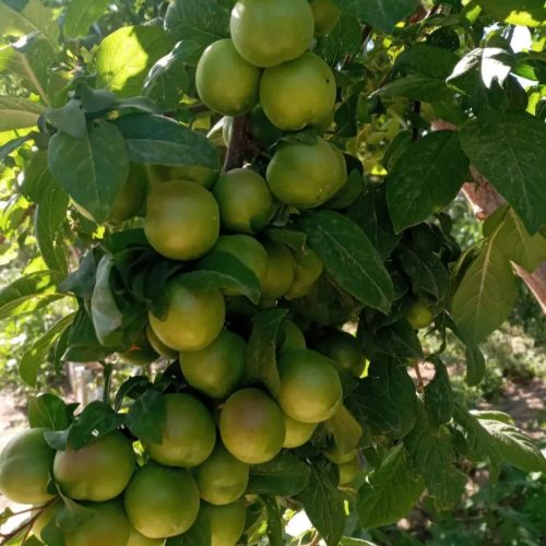 باغ ، باغچه پاکدشت (جیتو)