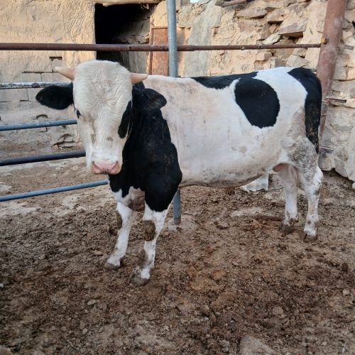 گوساله سیمینتال