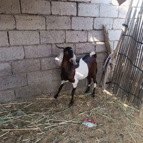 بز  نریگ یا چپشت