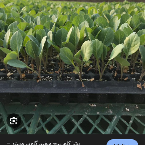 سلام دوستان به اندازه دو هکتار نشا کلم قرمز و سفید آماده کاشت برای فروش موجود هست  شماره تماس 09166410816