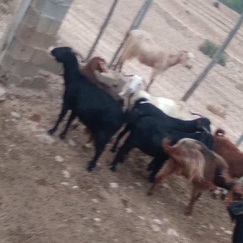 بز پاکستانی