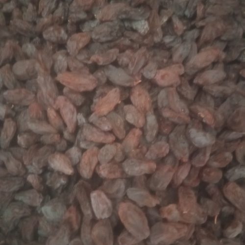 فروش خشکبار مویز وکشمش اورگانیک افتابی درجه ا