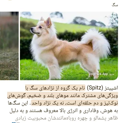 سگ اشپیتز