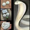 مهره مار اصل