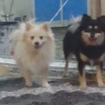 یک قلاده پامراشتپیز نر وماده