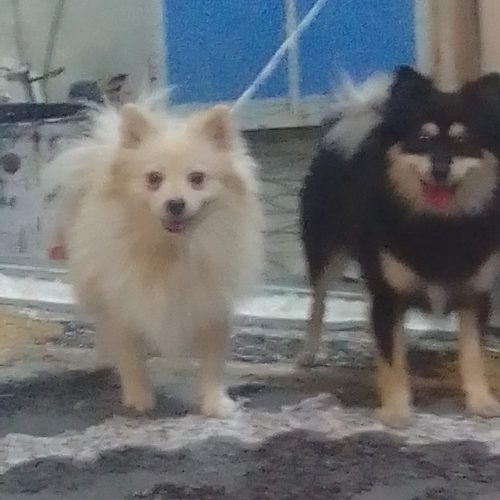 یک قلاده پامراشتپیز نر وماده