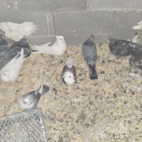 کبوتر پلاکی وکاکلی بهترین کبوتر ها