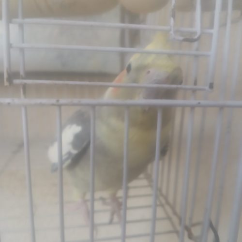 دو عدد عروس هلندی نر