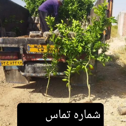 انواع پاجوش ودرخت نخل ونهال مرکبات