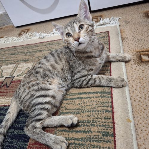 واگذاری رایگان 4 گربه DSHهمرا با مادرشان