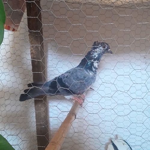 کبوتر پرشی ماده بالای 6 ساعت پرش فوق العاده ب شرط قیمت مناسب