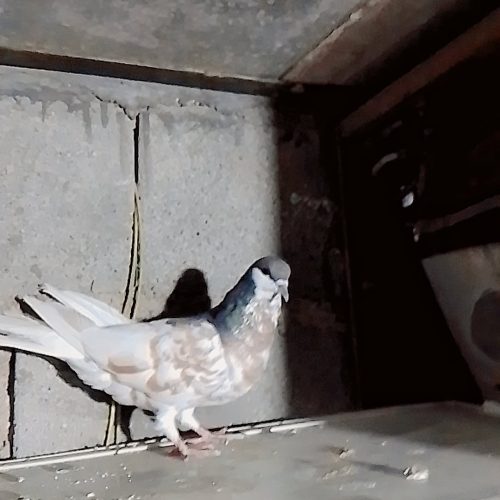 کفترشهری پرگل